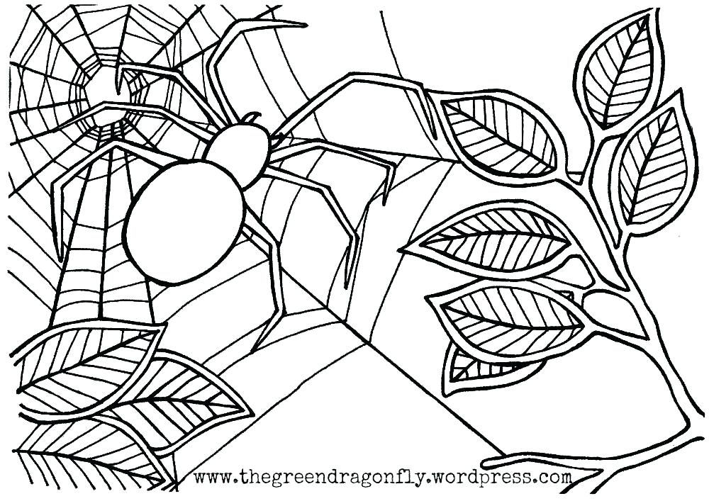 1000x707 Spider Coloring Pictures Coloring Pages Collection