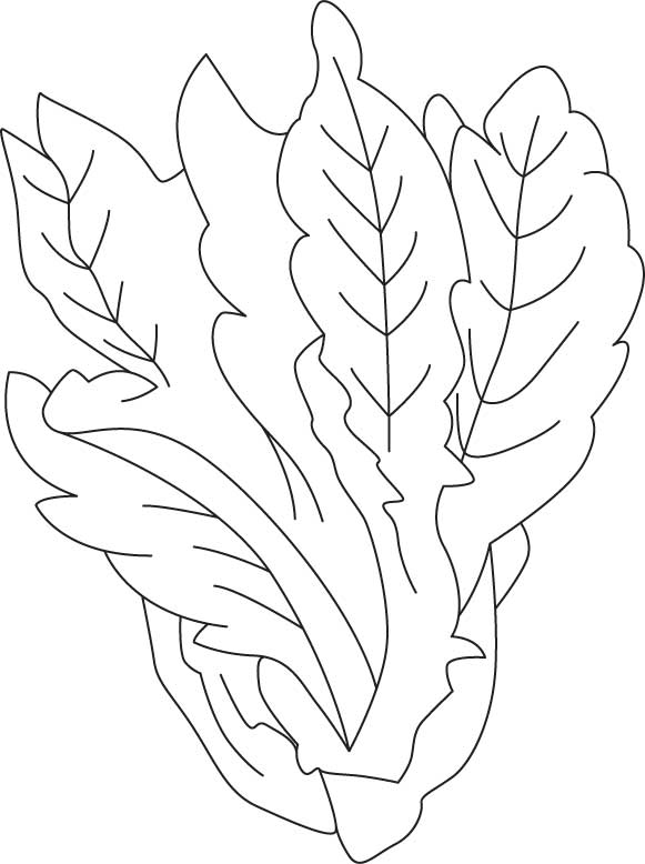 581x778 Lettuce Coloring Sheet Download Free Lettuce Coloring Sheet