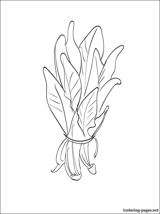 560x750 Coloring Page Spinach Coloring Pages