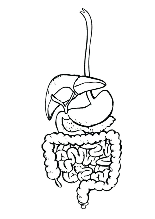 620x875 Body Systems Coloring Pages Spine Coloring Pages Body Systems