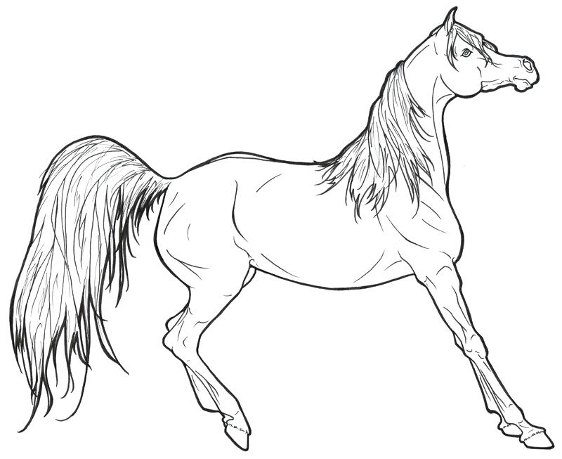 800x653 Horse Color Pages Anime Horse Coloring Pages Spirit Horse Coloring