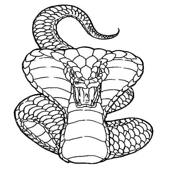 600x600 Spitting Cobra Coloring Pages