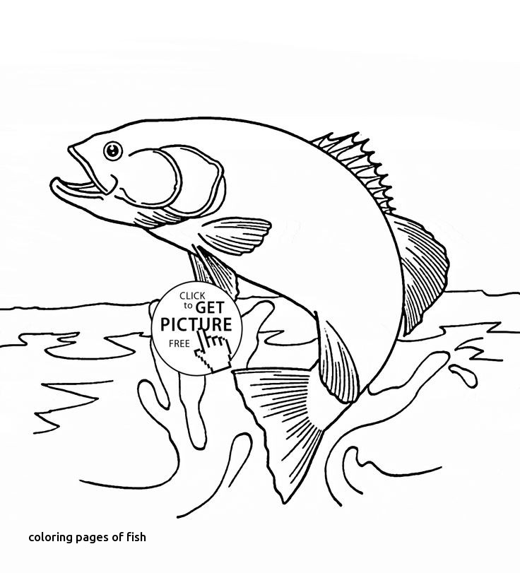 736x811 Coloring Pages Of Fish