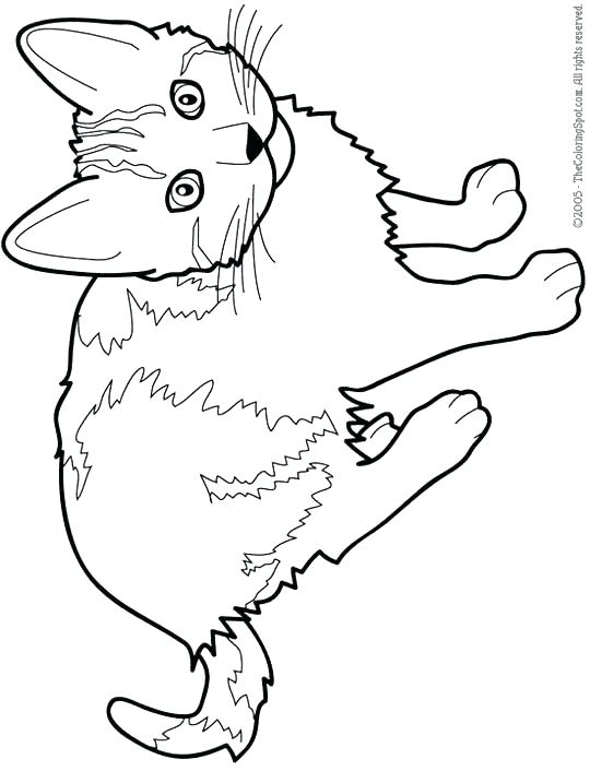 540x706 Cool Printable Coloring Pages Splat The Cat Coloring Pages Cat
