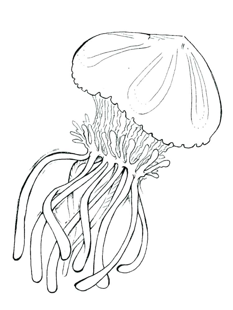 750x1000 Jellyfish Coloring Page Amazing Jellyfish Coloring Page For Kids
