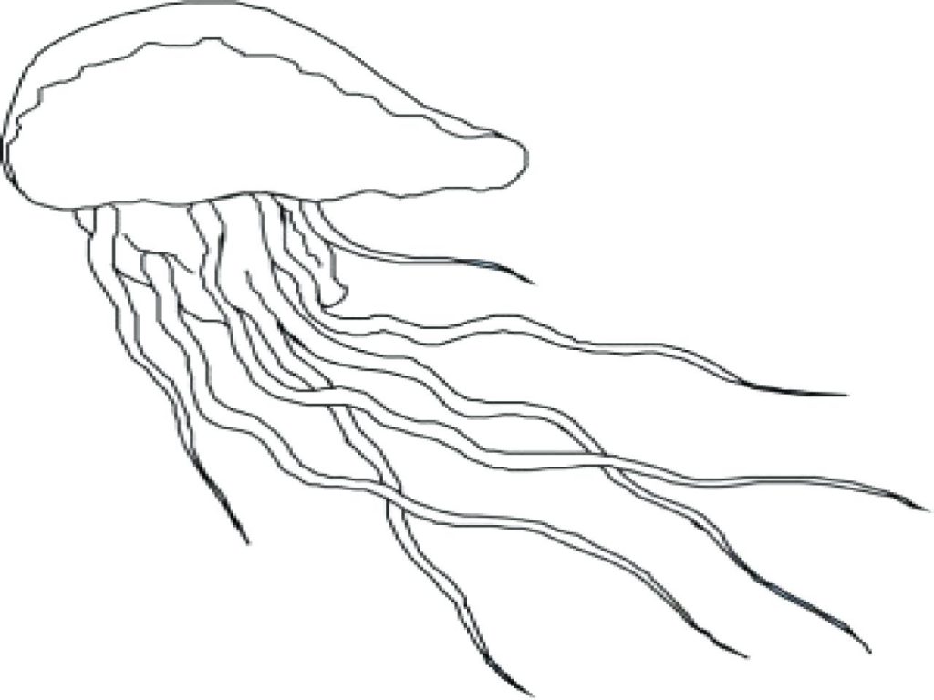 1024x768 Coloring Pages ~ Jellyfish Coloring Page Inspiring Pages Preschool