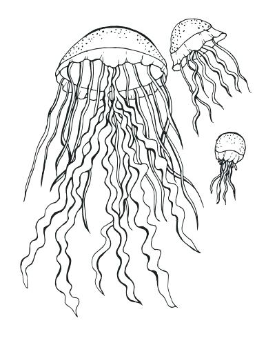 386x500 Jellyfish Coloring Page