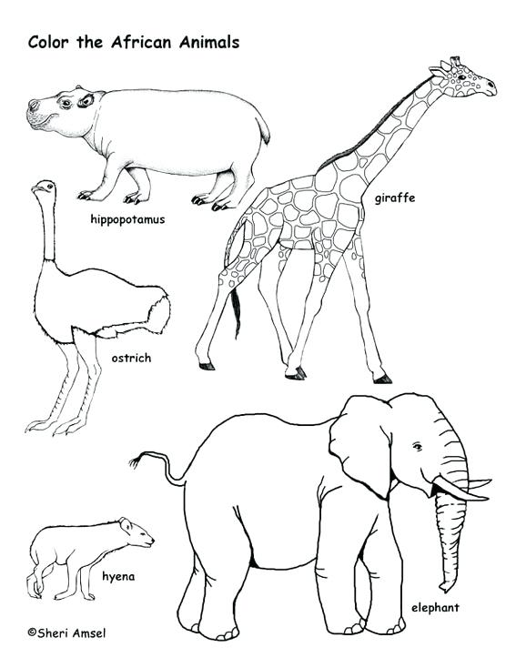 567x734 Hyena Coloring Pages The Jungle And Animal Coloring Pages