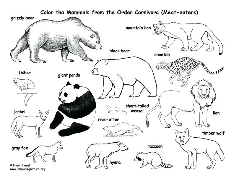 792x612 Spotted Hyena Coloring Page Free Printable Coloring Pages Click
