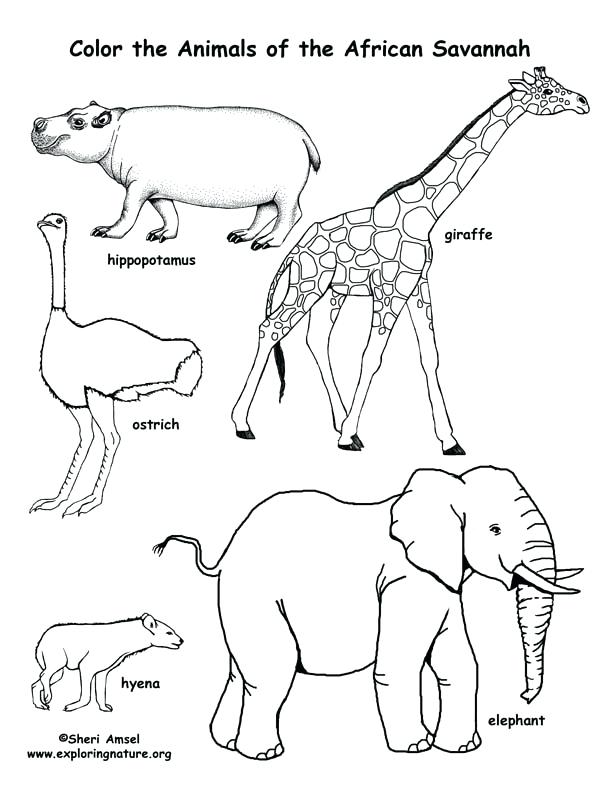 612x792 Coloring Animals Pages Hyena Coloring Sheets Hyena Coloring Pages