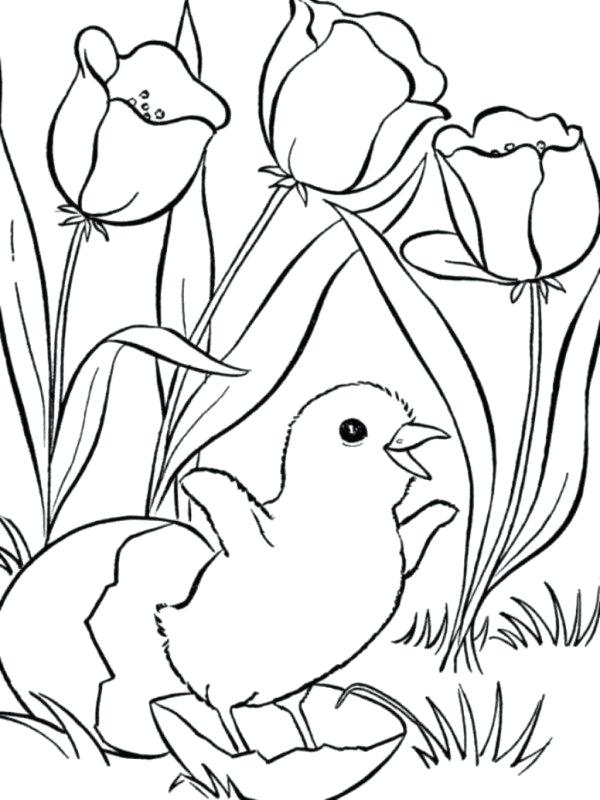 600x800 Animal Coloring Pages Iguana Animal Coloring Page Hard Cute Animal