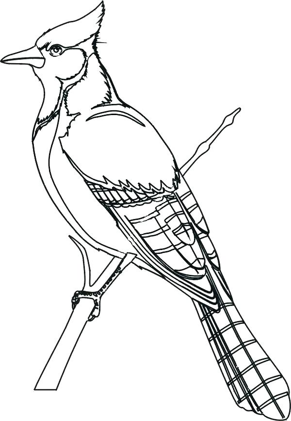 600x867 Birds Coloring Page Coloring Page Bird Birds Coloring Page