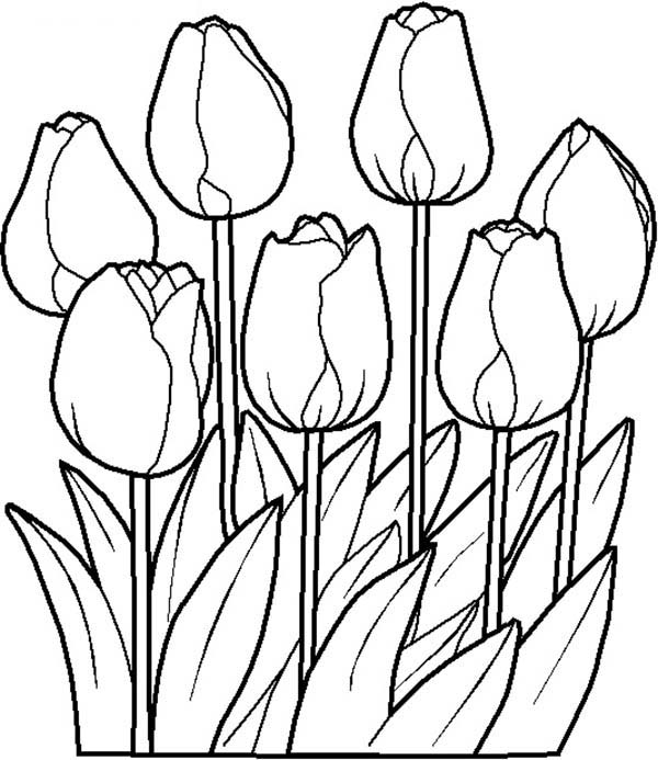 600x693 Spring Flower Coloring Pages Tulips Is One Of Spring Flower