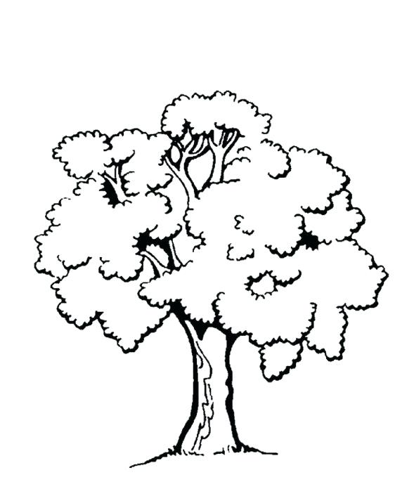 562x686 Tree Colouring Page Spring Tree Colouring Page 0 Tree Coloring