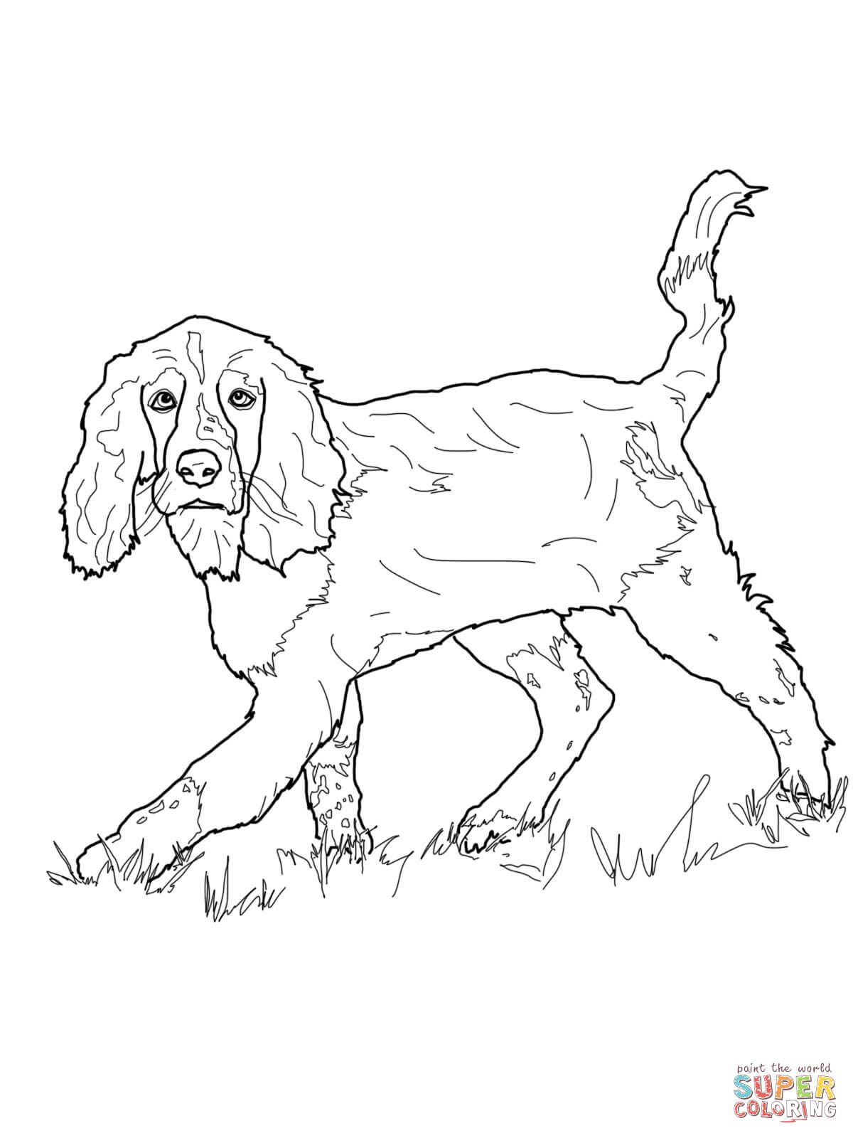 1200x1600 English Springer Spaniel Super Coloring Rug Hooking