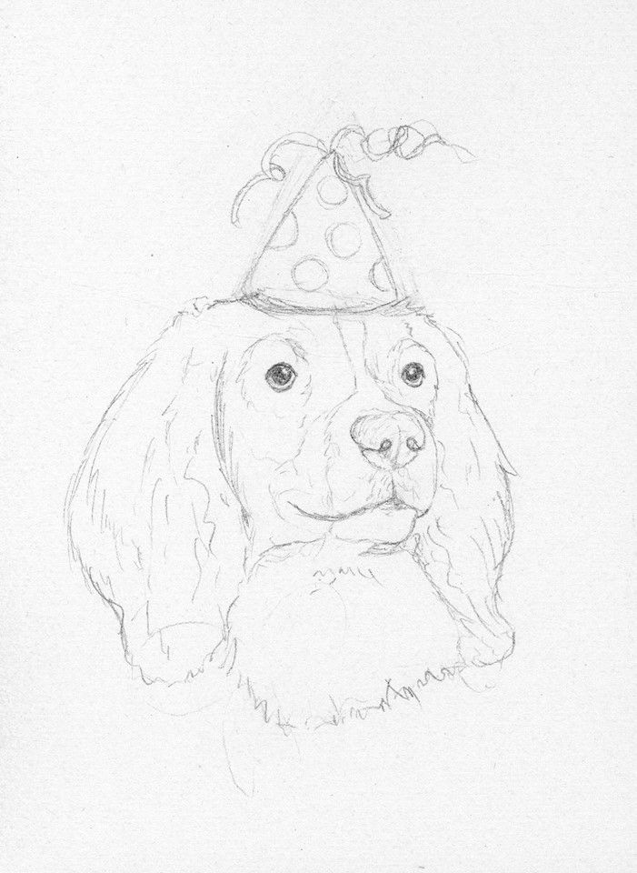 701x960 Springer Spaniel Birthday Sketch By Battlekat's Boutique Art
