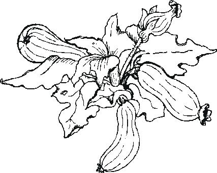 427x339 Squash Coloring Page Garden Squash Coloring Pages Corn Beans
