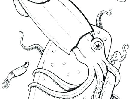 440x330 Giant Squid Coloring Pages Squid Coloring Pages Squid Coloring
