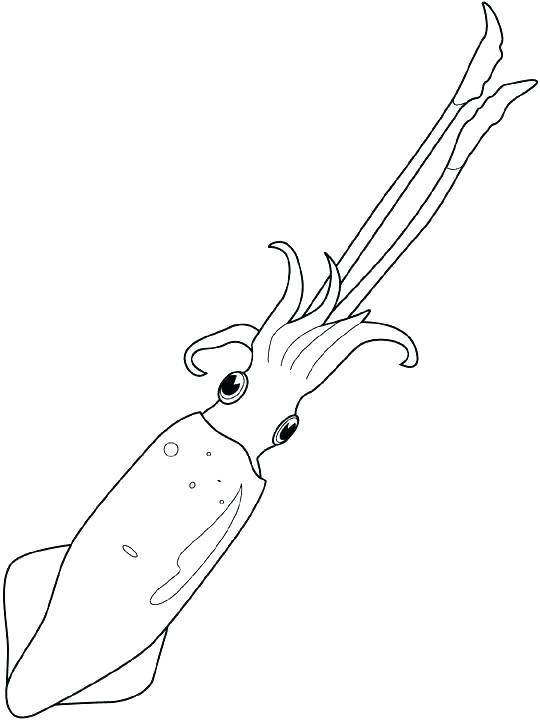 540x720 Squid Coloring Page Giant Squid Coloring Page Giant Squid Coloring
