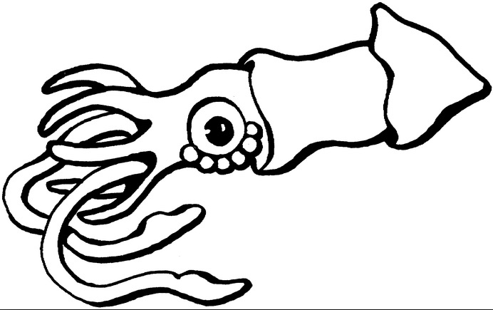 692x435 Squid Coloring Page Amp Coloring Book