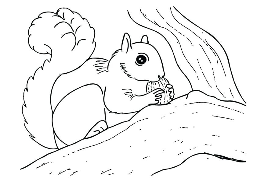 842x595 Scaredy Squirrel Coloring Pages Diy Coloring Page