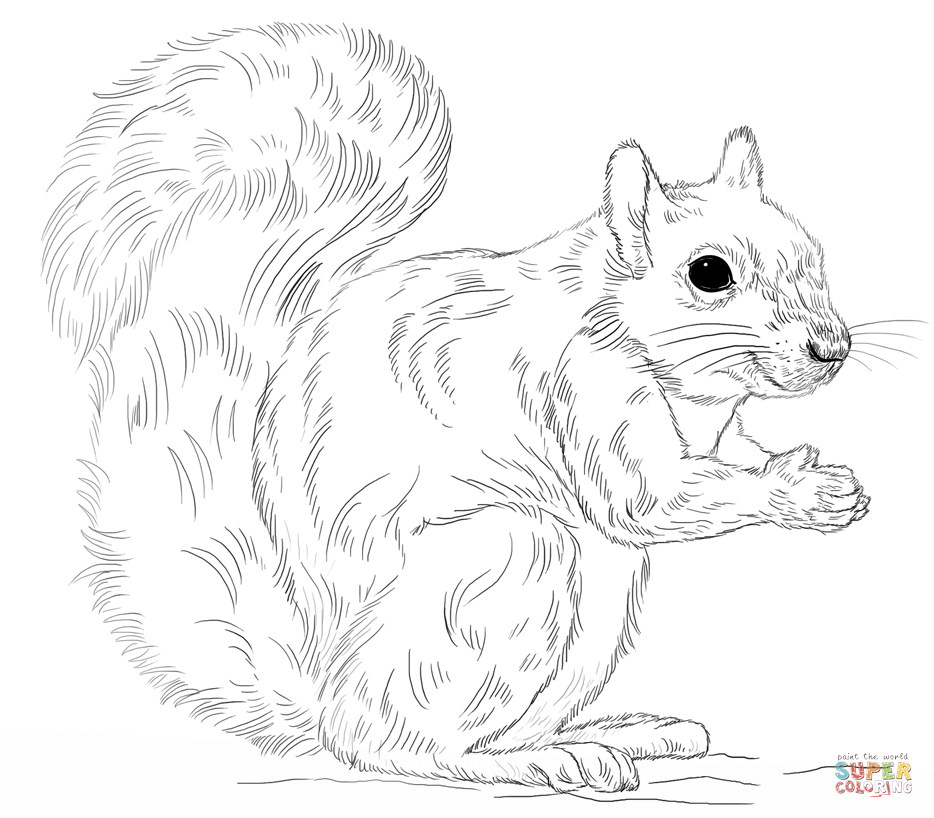 934x818 Awesome Inspiration Ideas Squirrel Coloring Pages For Preschool