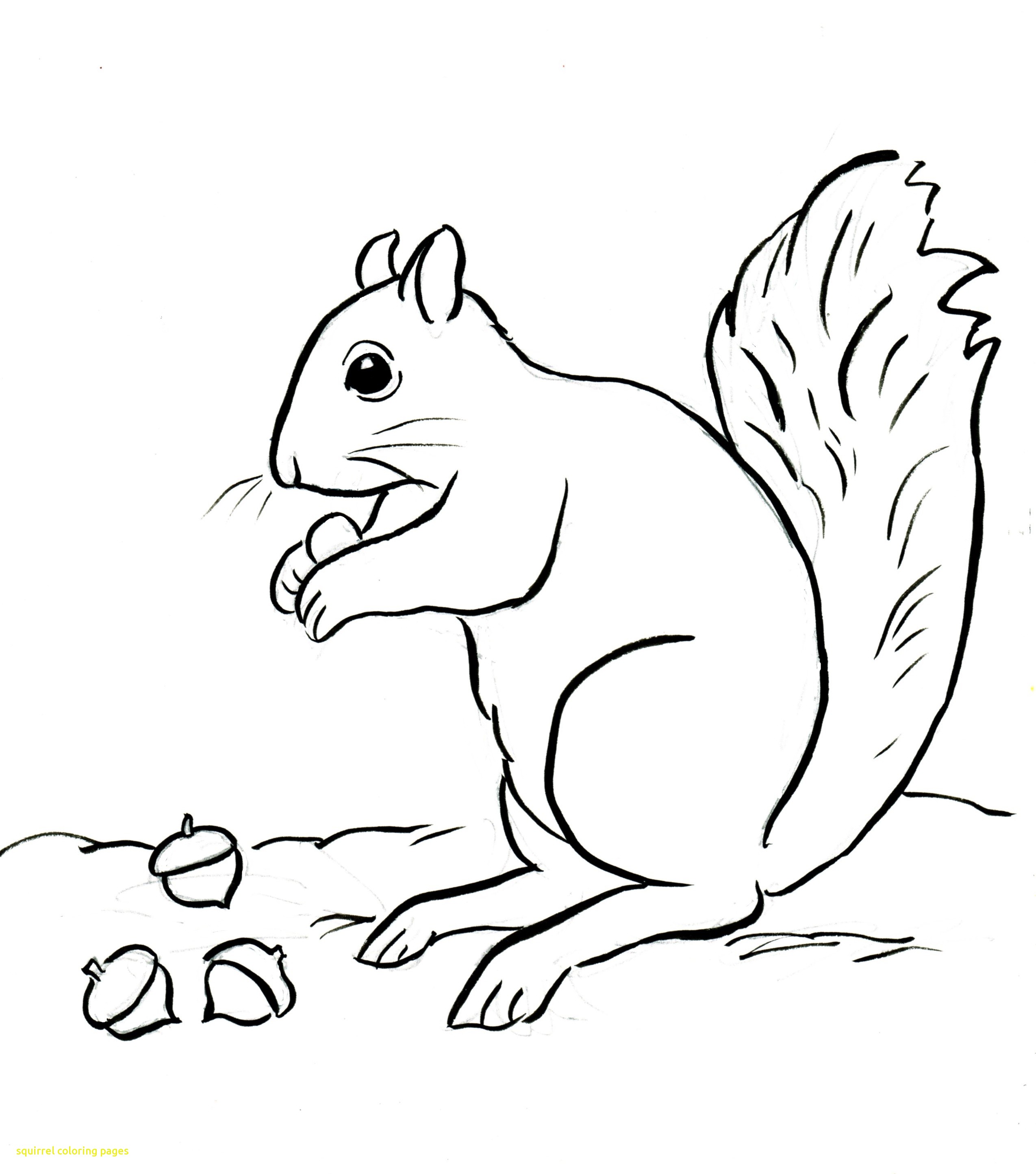 2549x2889 Refundable Squirrel Coloring Page Squirrels Pages Free
