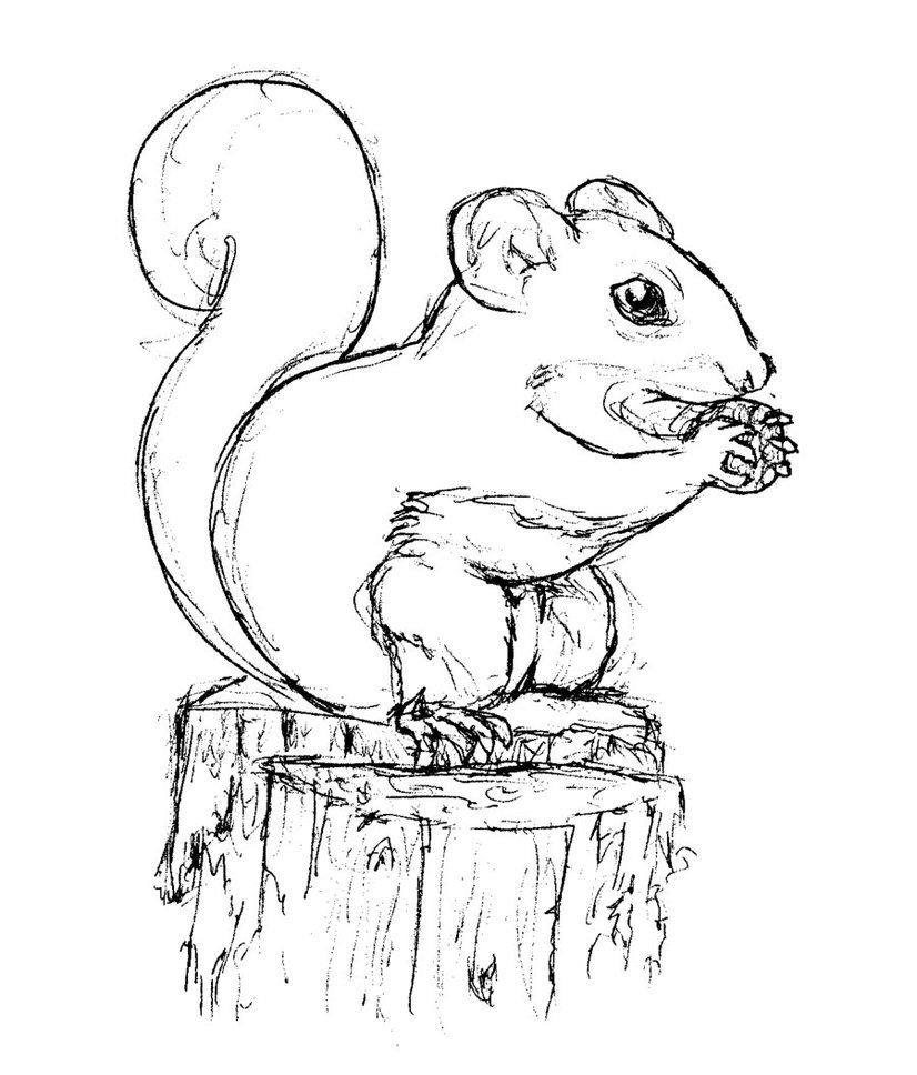 826x968 Free Printable Squirrel Coloring Pages For Kids