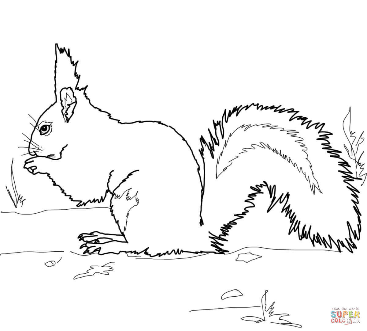 1200x1080 Grey Squirrel Coloring Page Free Printable Pages Outstanding