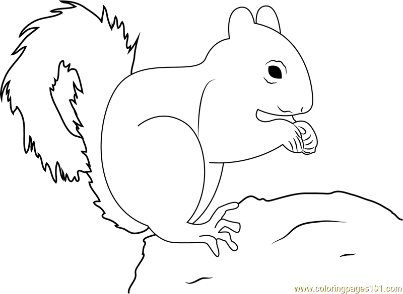 800x585 Red Squirrel Don Coloring Page