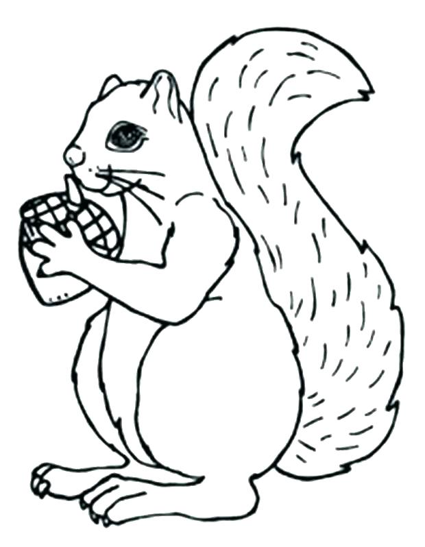 620x798 Acorn Coloring Pages Acorn Coloring Pages Coloring Pages