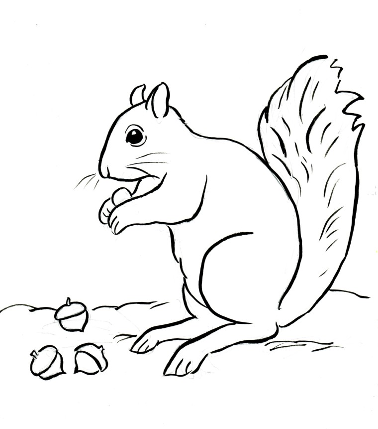 760x861 Squirrel Coloring Page