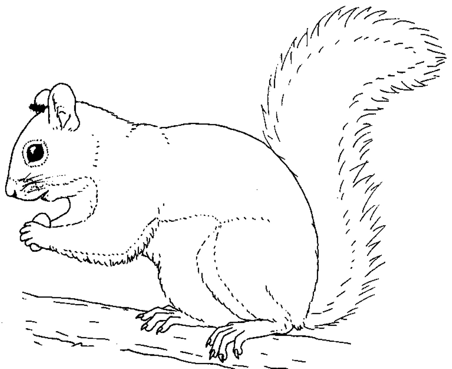1450x1185 Unique Squirrel Coloring Page Design Printable Coloring Sheet