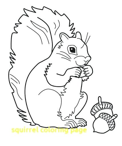 427x512 Coloring Pages Of Squirrels Acorn Coloring Pages Com On Squirrel