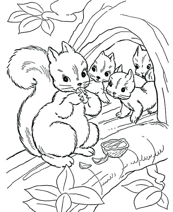 600x734 Coloring Pages Of Squirrels Coloring Pages Animals Free Printable