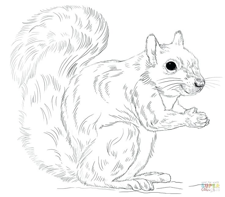 736x644 Coloring Pictures Of Squirrels Eastern Gray Squirrel Coloring Page