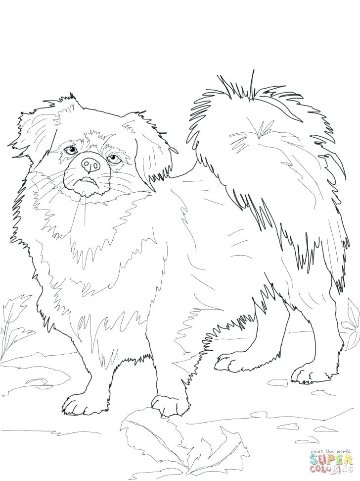 728x971 St Bernard Dog Coloring Pages Saint 3870341 Fuhrer Von