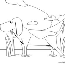 220x220 St. Bernard Coloring Pages