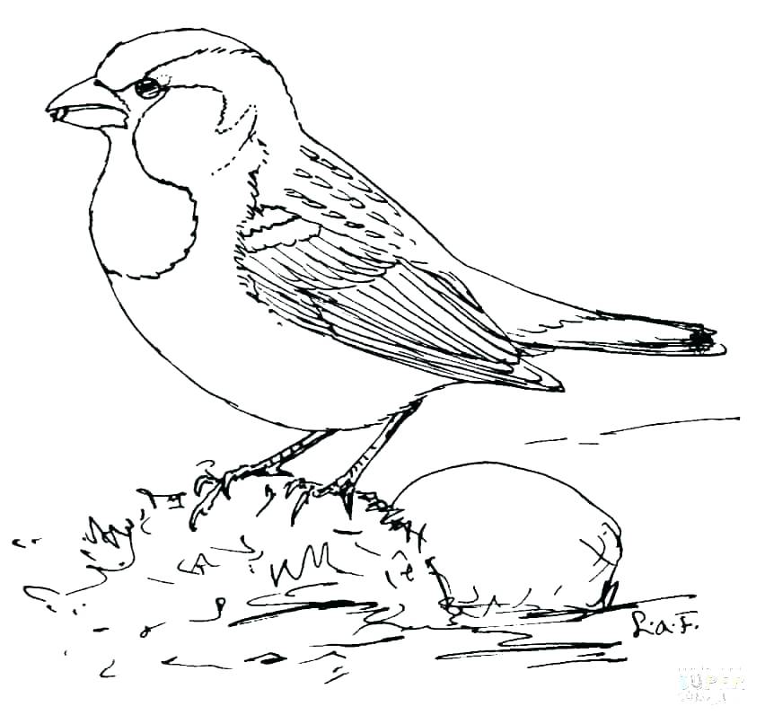 852x806 St Louis Cardinals Coloring Pages Cardinal Bird Coloring Page
