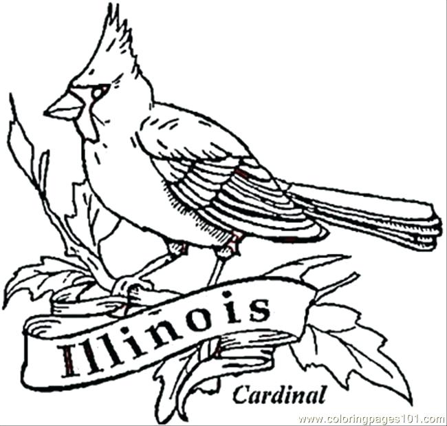 650x619 Cardinal Coloring Pages Cardinal Bird Of Coloring Page St Louis