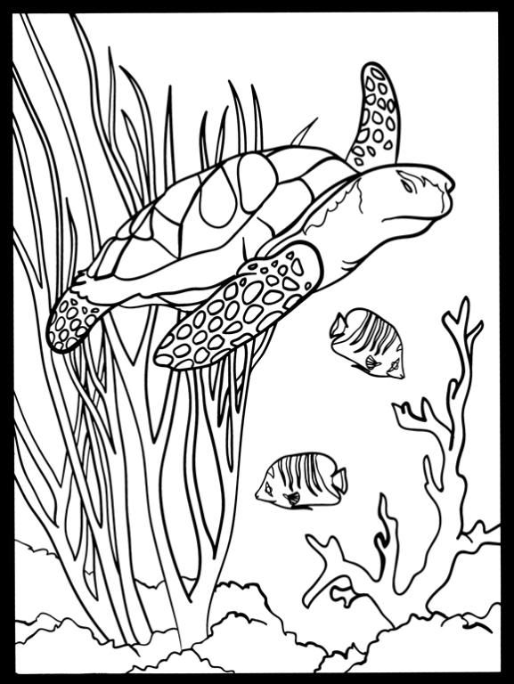 577x768 423 Best Stained Glass Coloring Images On Coloring
