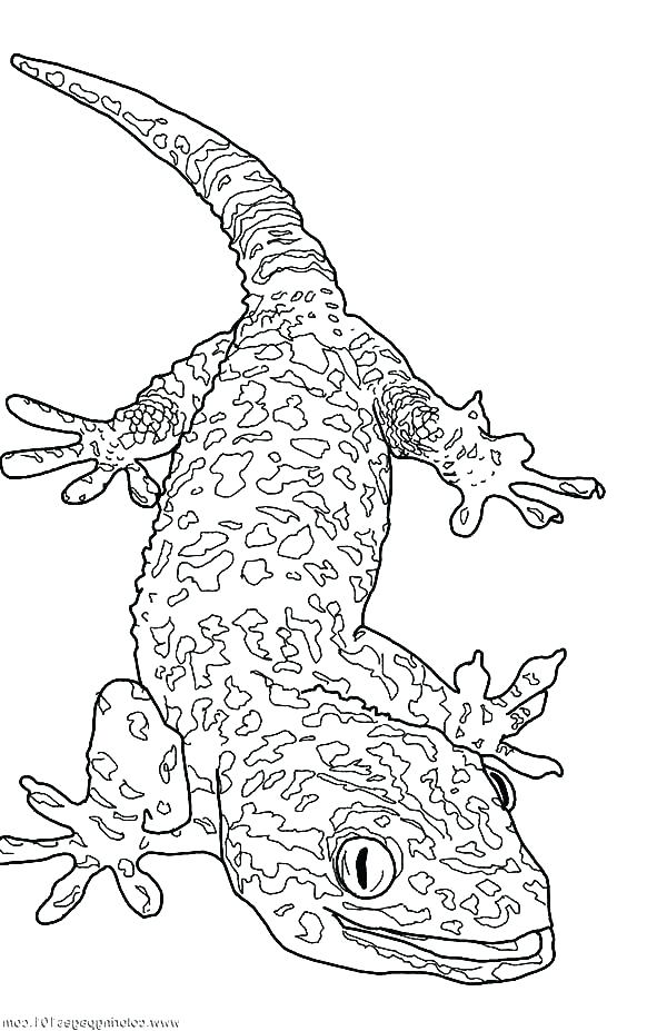 600x927 R2d2 Coloring Pages Coloring Pages Coloring Page Giant Gecko
