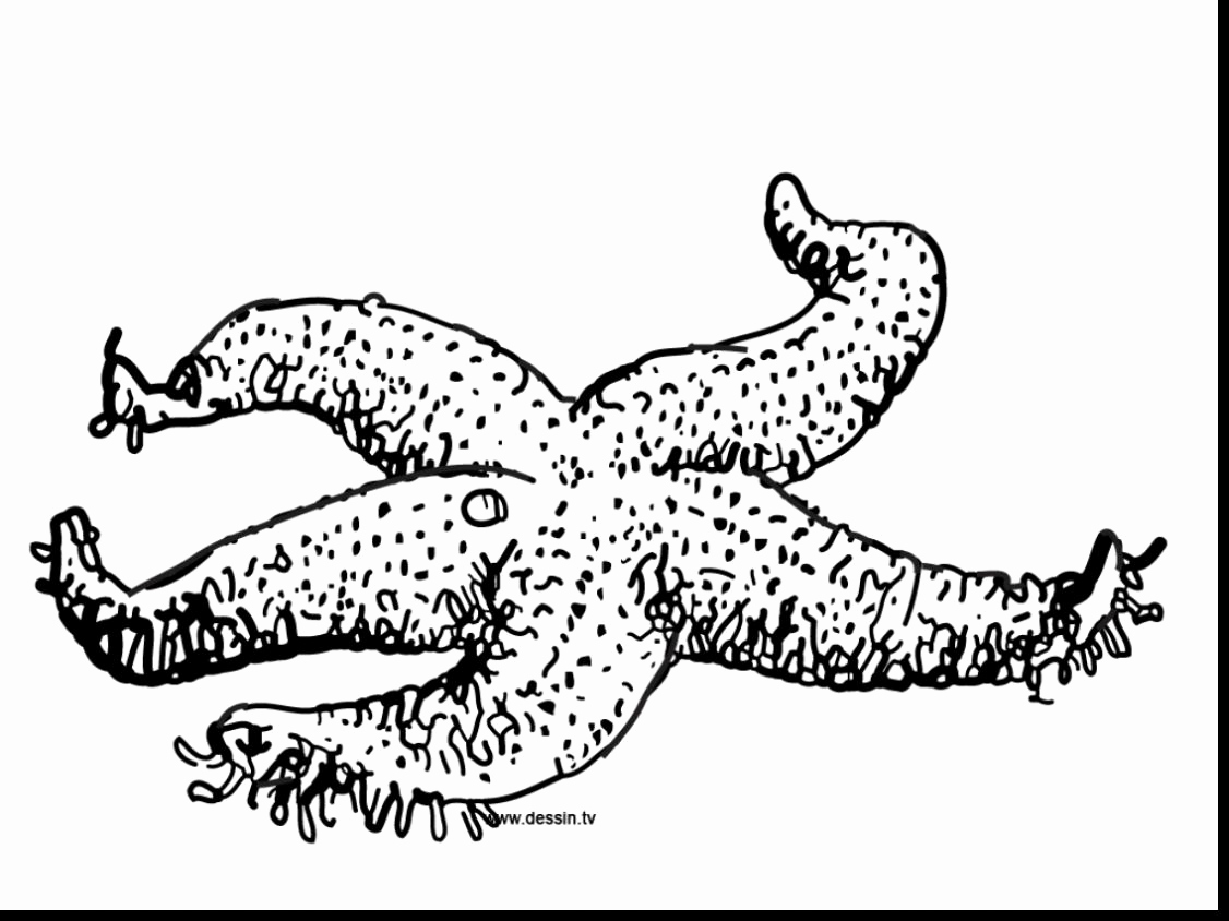 1126x844 Starfish Coloring Page Images Starfish Printable Templates