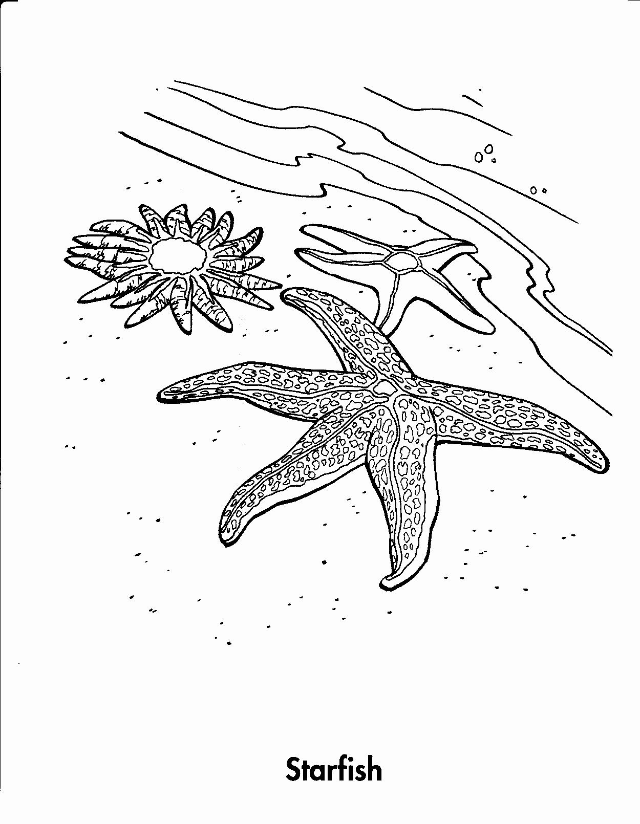 1250x1610 Inspiration 50 Awesome Photograph Of Starfish Coloring Page