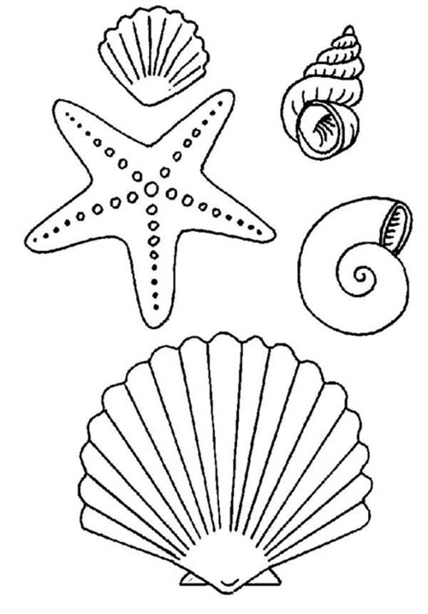600x861 Starfish And Sea Shell Coloring Page Kids Play Color Starfish