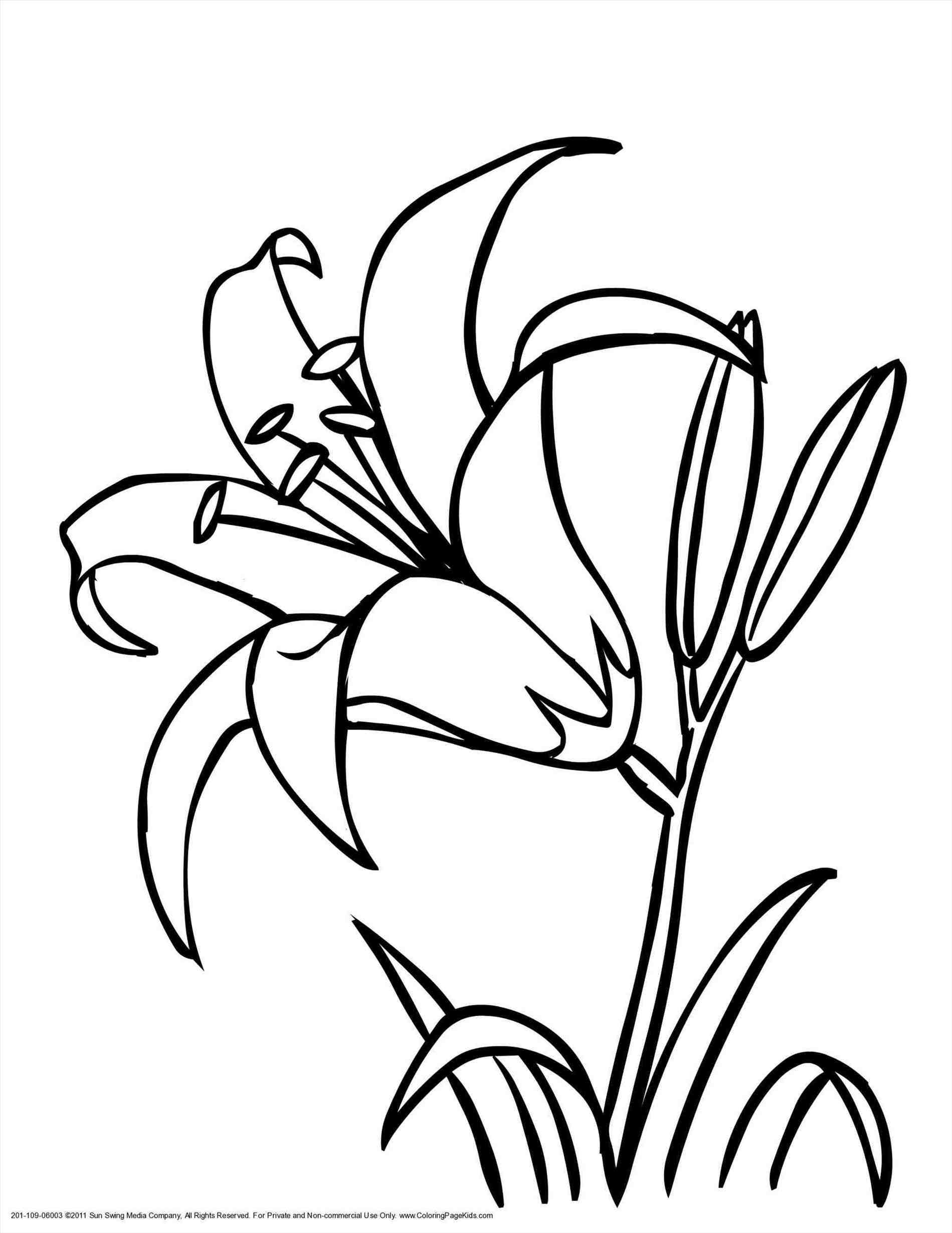 1899x2459 Introducing Lily Coloring Pages Flower Drawing Tiger