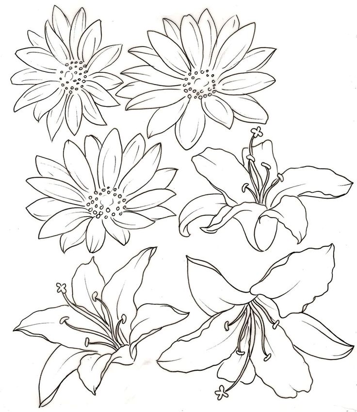 736x848 Lily Outline 414923