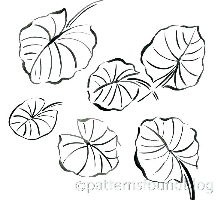 736x665 Lily Pad Coloring Sheet Lily Coloring Pages Stargazer Lily