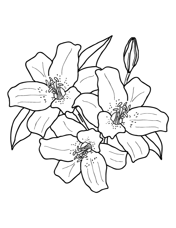 600x776 Magnificent Lily Coloring Pages Photo