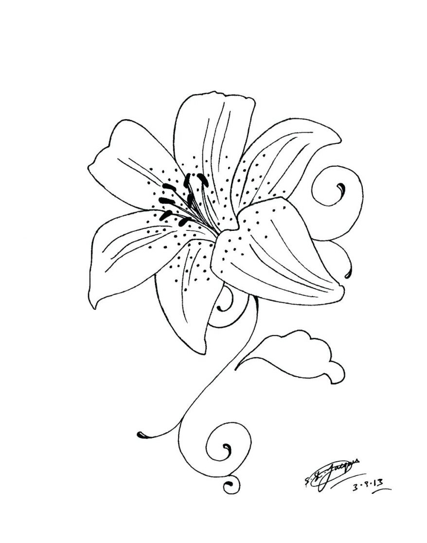 878x1117 My 98 Astonishing Lily Outline Stargazer Drawing